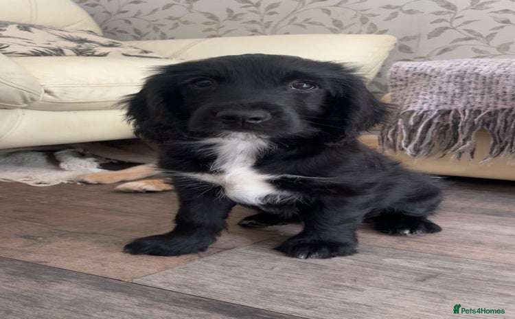 Mixed Breed dogs - Advert 1
