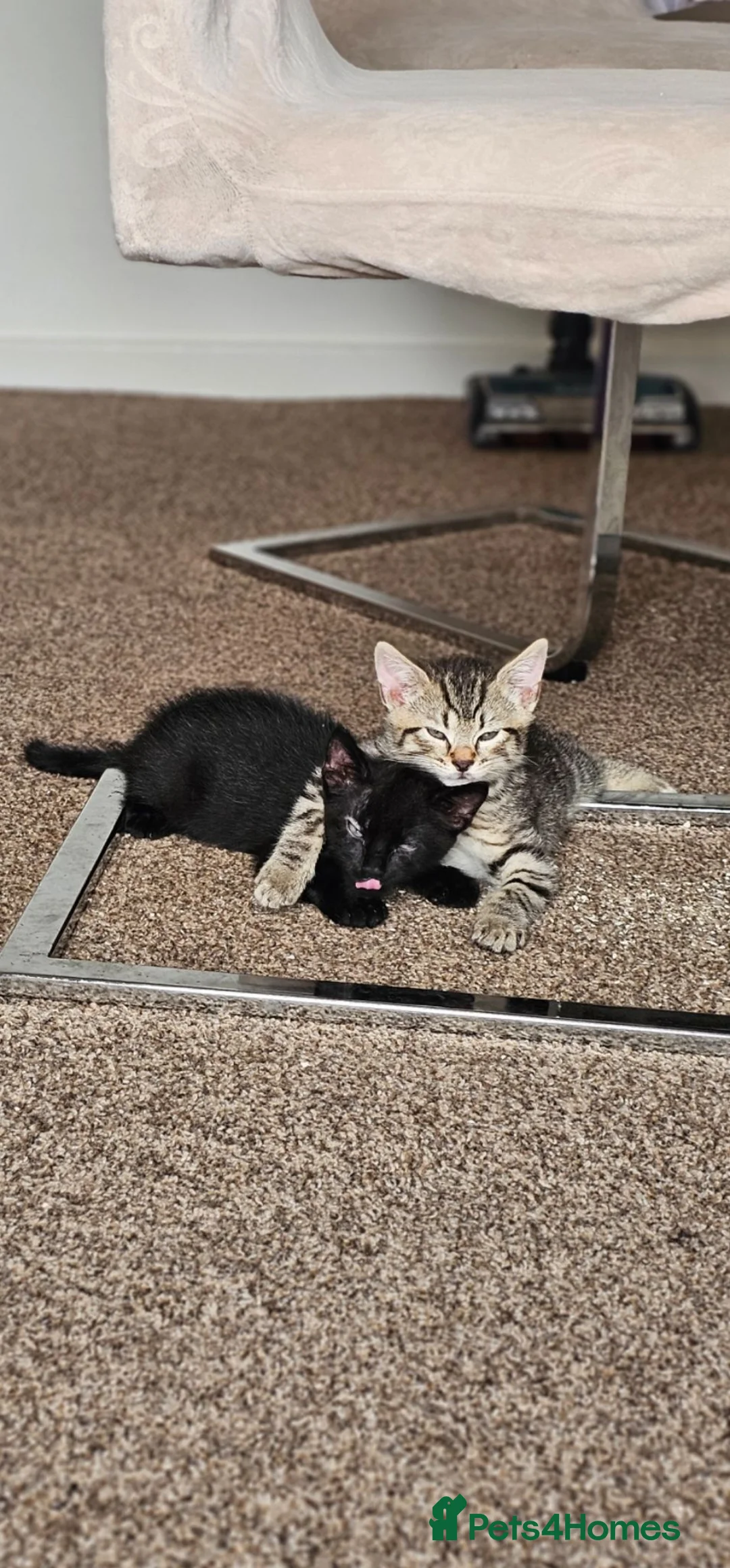 Mixed Breed cats for sale: Kittens in Peterborough - Advert 2