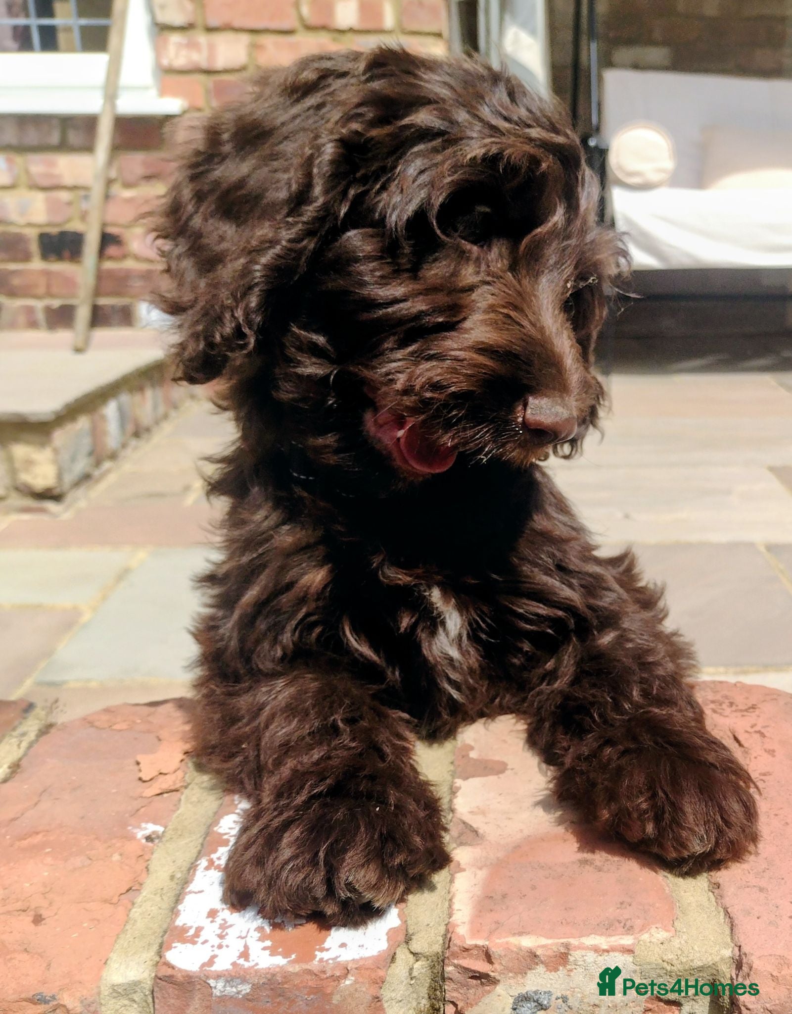 Cockapoo dogs DNA HEALTH PROFILED COCKERPOOS - Advert 8