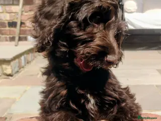 Cockapoo dogs DNA HEALTH PROFILED COCKERPOOS - Advert 4