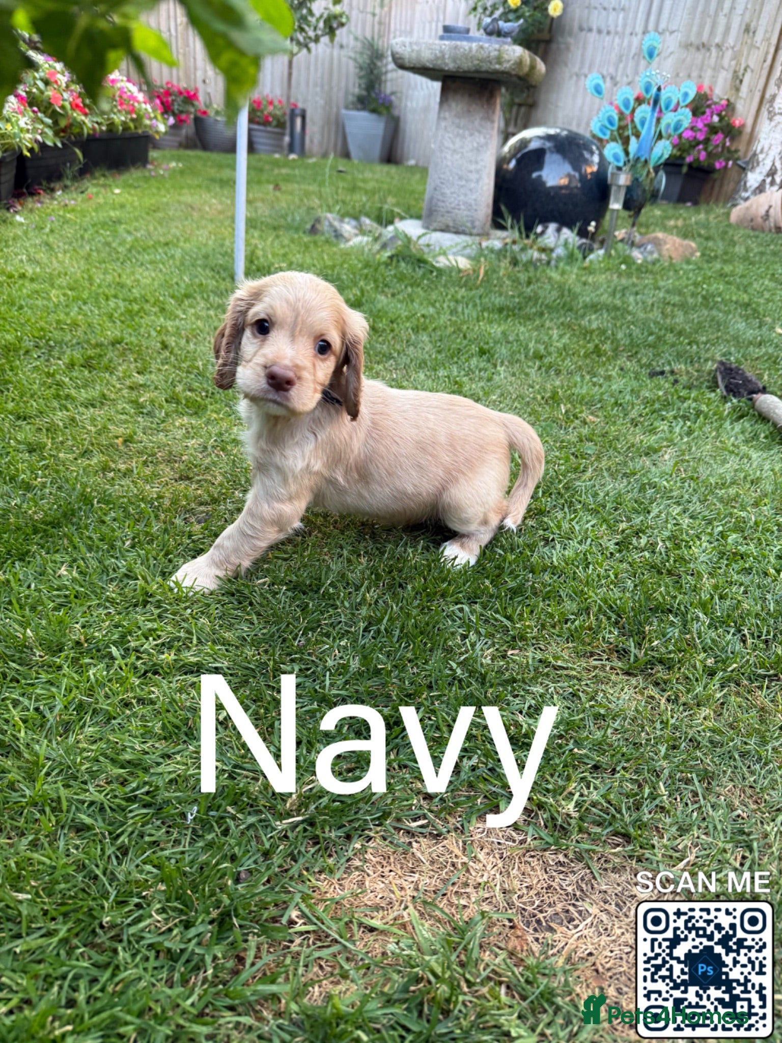 Cocker Spaniel dogs Cockers  - Advert 16