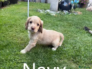 Cocker Spaniel dogs Cockers - Advert 16