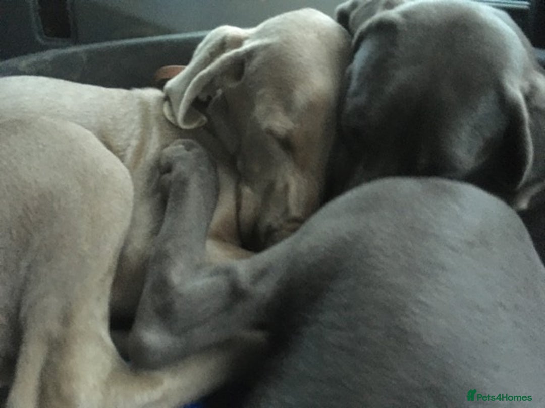 Weimaraner dogs for sale: M & F BLUE and SILVER KC proven bloodline.  - Image 11