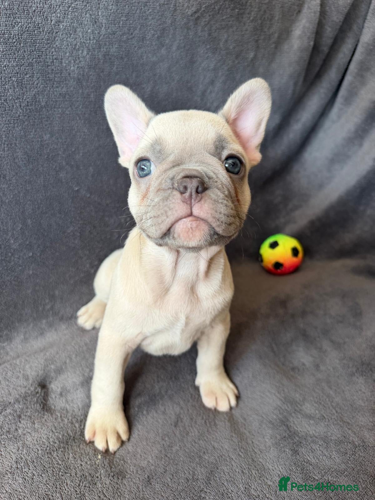 French Bulldog dogs KC Registered French Bulldogs Boys Ready Now - Advert 1