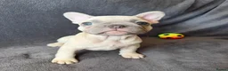 French Bulldog dogs for sale: KC Registered French Bulldogs Boys Ready Now in Borehamwood - Advert 1