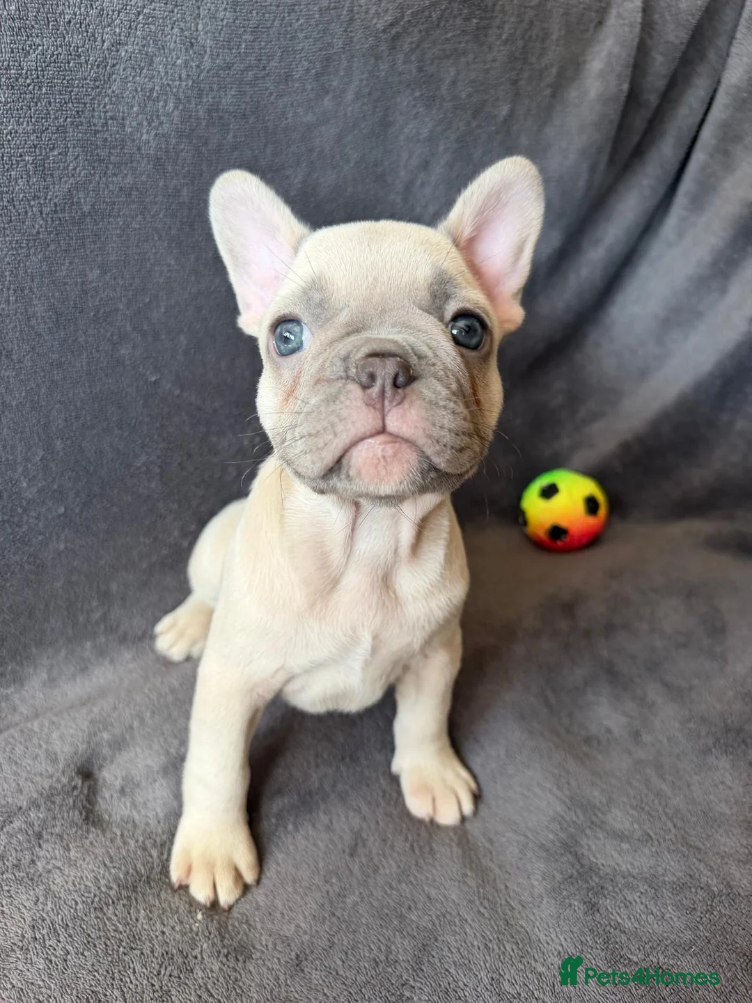 French Bulldog dogs for sale: KC Registered French Bulldogs Boys Ready Now in Borehamwood - Advert 1