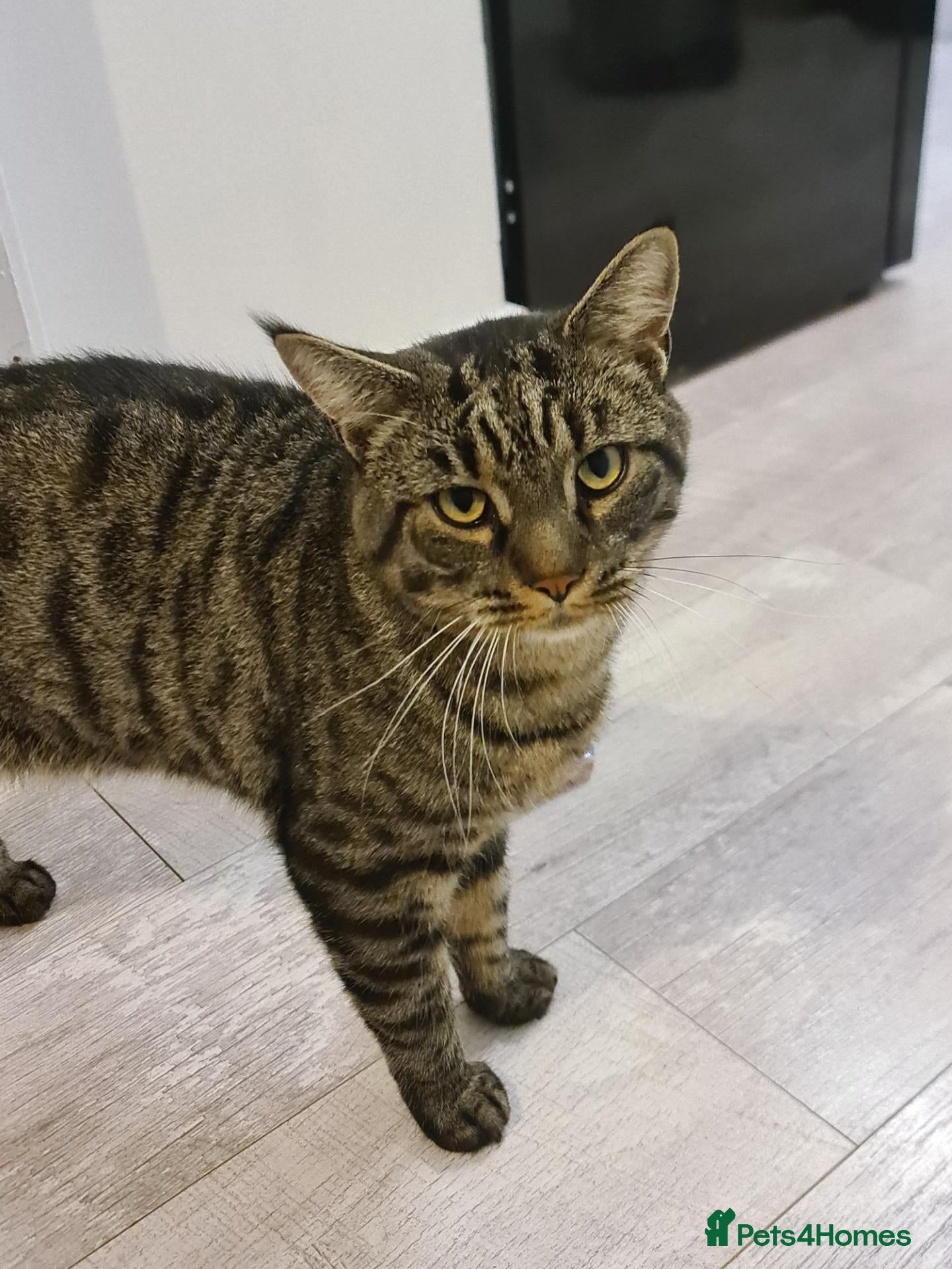 Mixed Breed cats 5 year old male, mixed breed - Advert 2