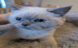 British Shorthair cats for sale: Rare British shorthairs - Image 3