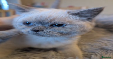 British Shorthair cats - Advert 8