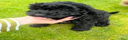 Cockapoo dogs for sale: Cockapoo Puppies – Ready Now - Advert 18