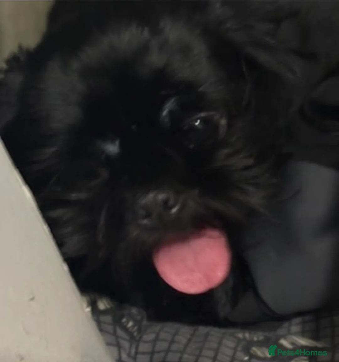 Shih Tzu dogs for sale: Shih tzu puppies  in Manchester - Advert 1