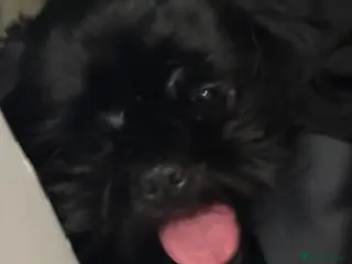 Shih Tzu dogs Shih tzu puppies - Advert 2