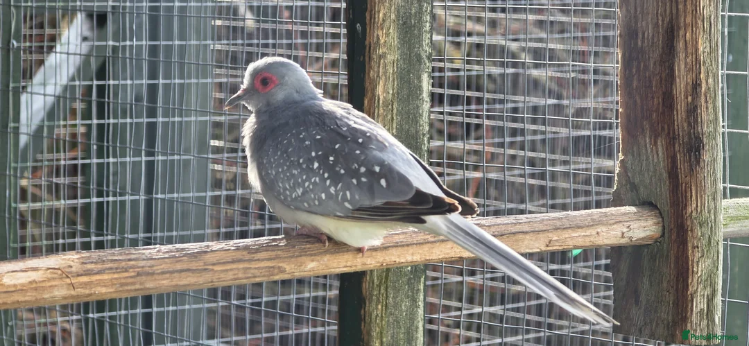 Doves birds for sale: Diamond doves - Advert 1