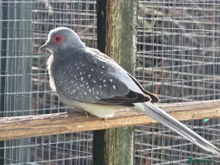 Doves birds Diamond doves - Advert 1