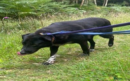 Labrador Retriever dogs for adoption: Pepper - Norwich Norfolk  - Image 7