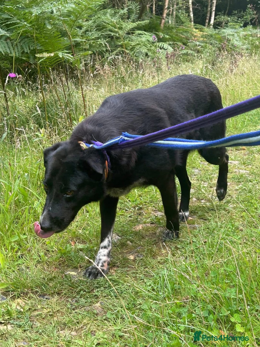 Labrador Retriever dogs for adoption: Pepper - Norwich Norfolk  - Image 7