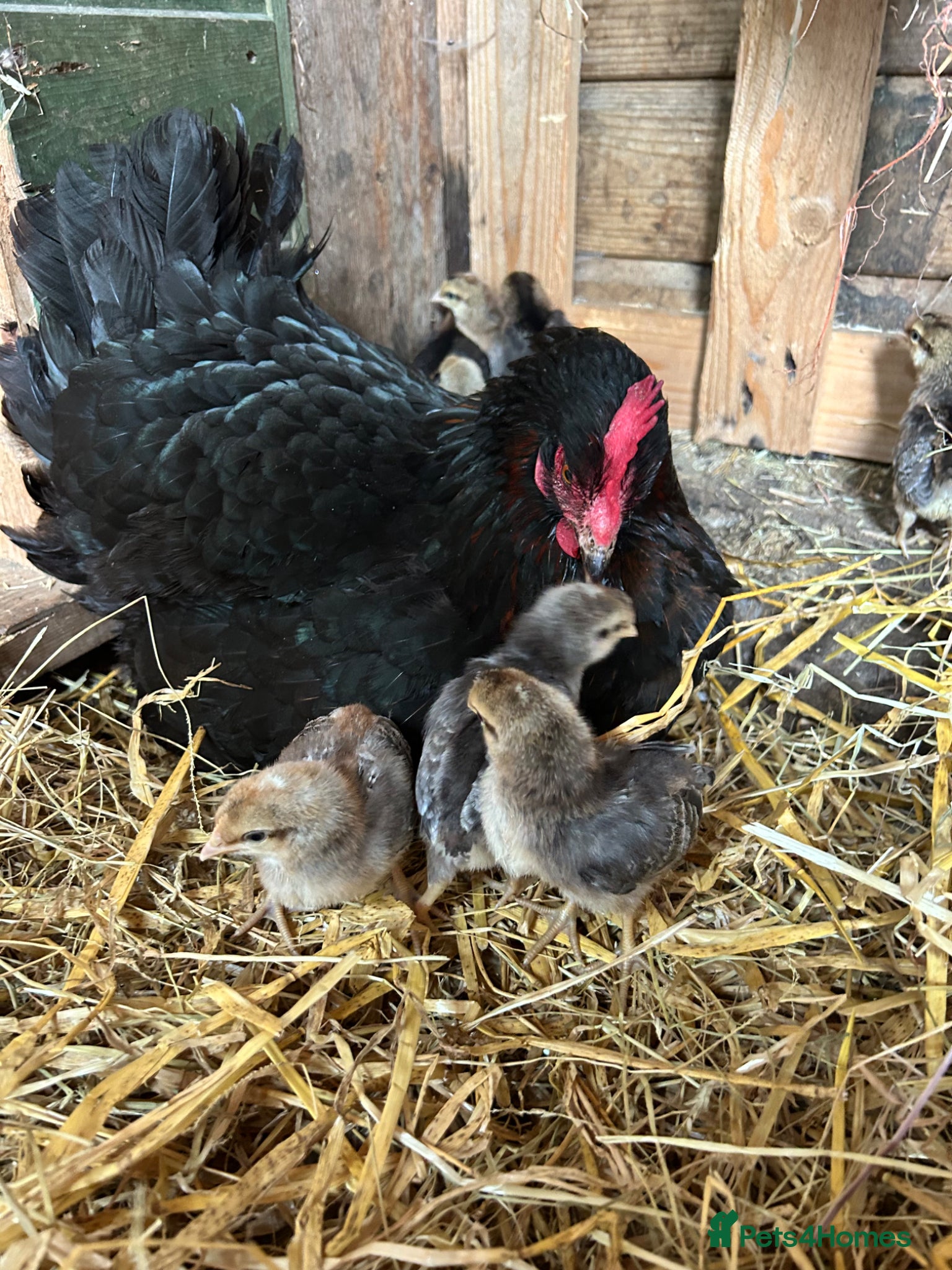 Chickens poultry French maran 7 cream leg bar chicks - Advert 14