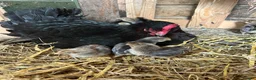 Chickens poultry for sale: French maran 7 cream leg bar chicks - Advert 1