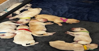 Labrador Retriever dogs - Advert 8