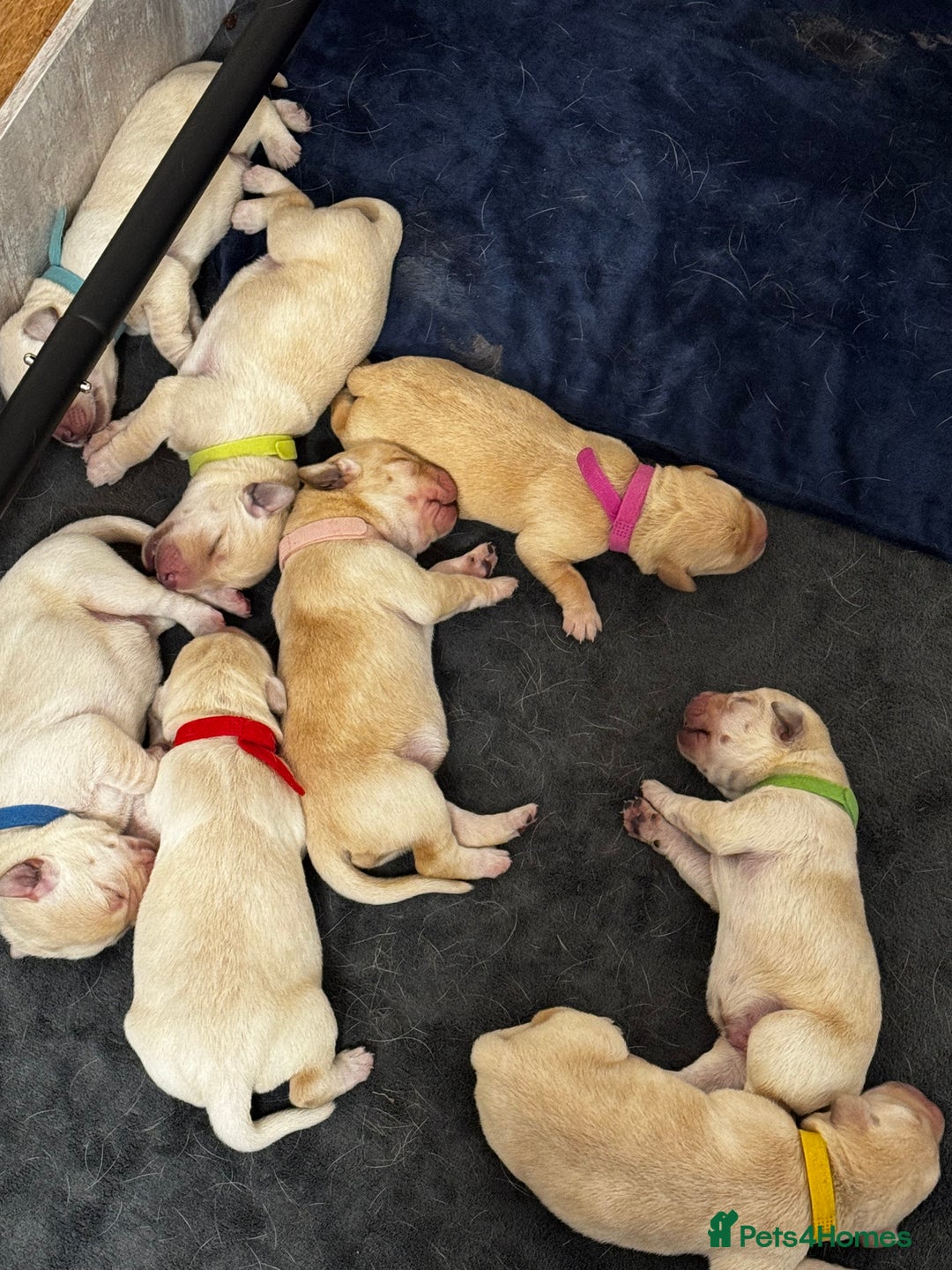 Labrador Retriever dogs for sale: Stunning, White/Yellow KC Registered Labrador Pups - Image 2