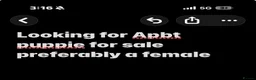 Mixed Breed dogs for sale: Looking for Apbt pup for sale in Camberley - Advert 1