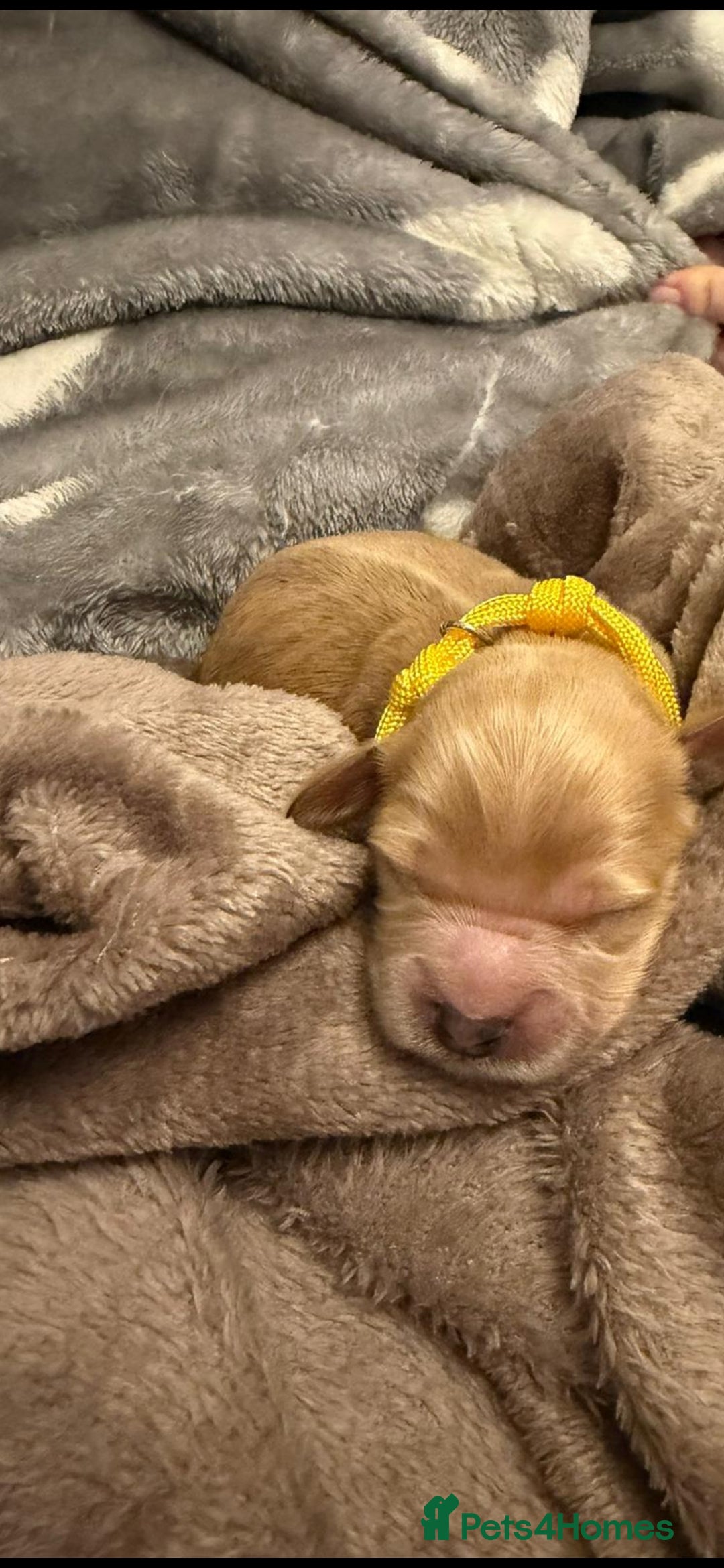 Mixed Breed dogs for sale: Stunning Cavapoochon Puppies - Advert 5