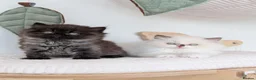 British Longhair cats for sale: GCCF British Longhair - Advert 1