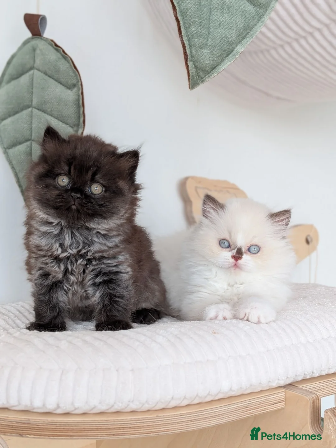 British Longhair cats for sale: GCCF British Longhair - Advert 1