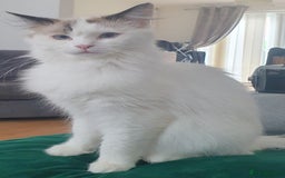 Ragdoll cats for sale: Bi colour ragdoll kittens - Image 5