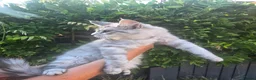 Maine Coon cats for sale: Pedigree Maine Coon Kittens  - Advert 22