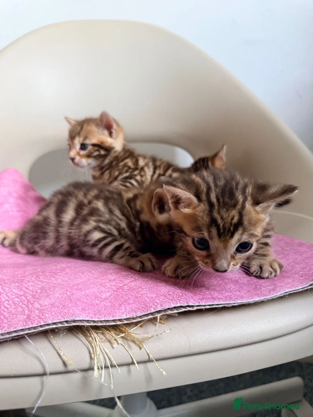 Bengal cats for sale: Beautiful Bengal Kittens – 1 Male & 3 Females 🐈😻 in London - Advert 1