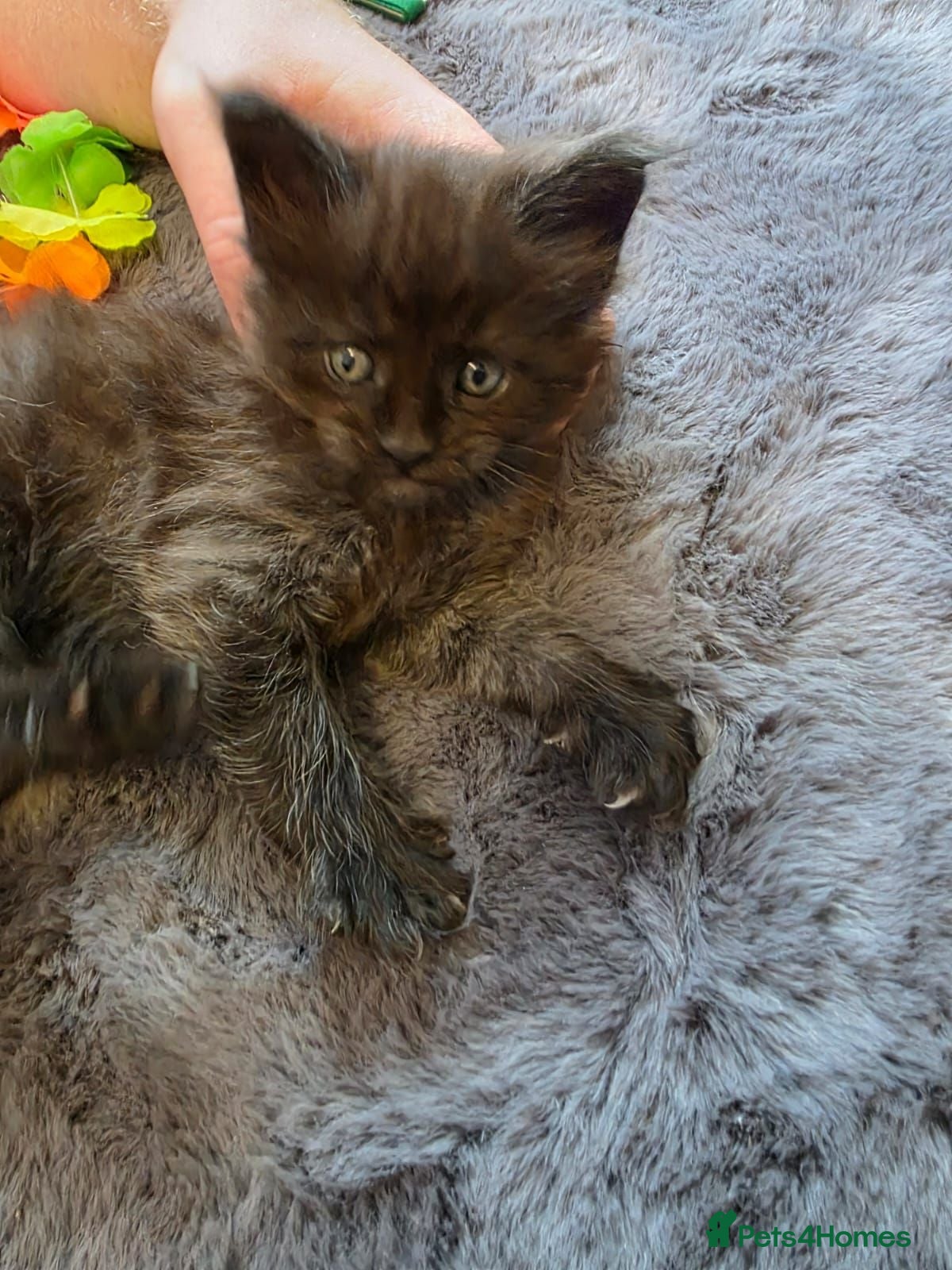 Maine Coon cats Maine Coon Registered TICA - Advert 2