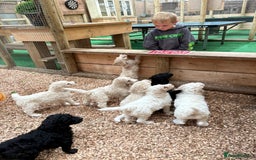 Sheepadoodle dogs for sale: Sheepadoodle Standard Size F1b READY NOW - Image 25