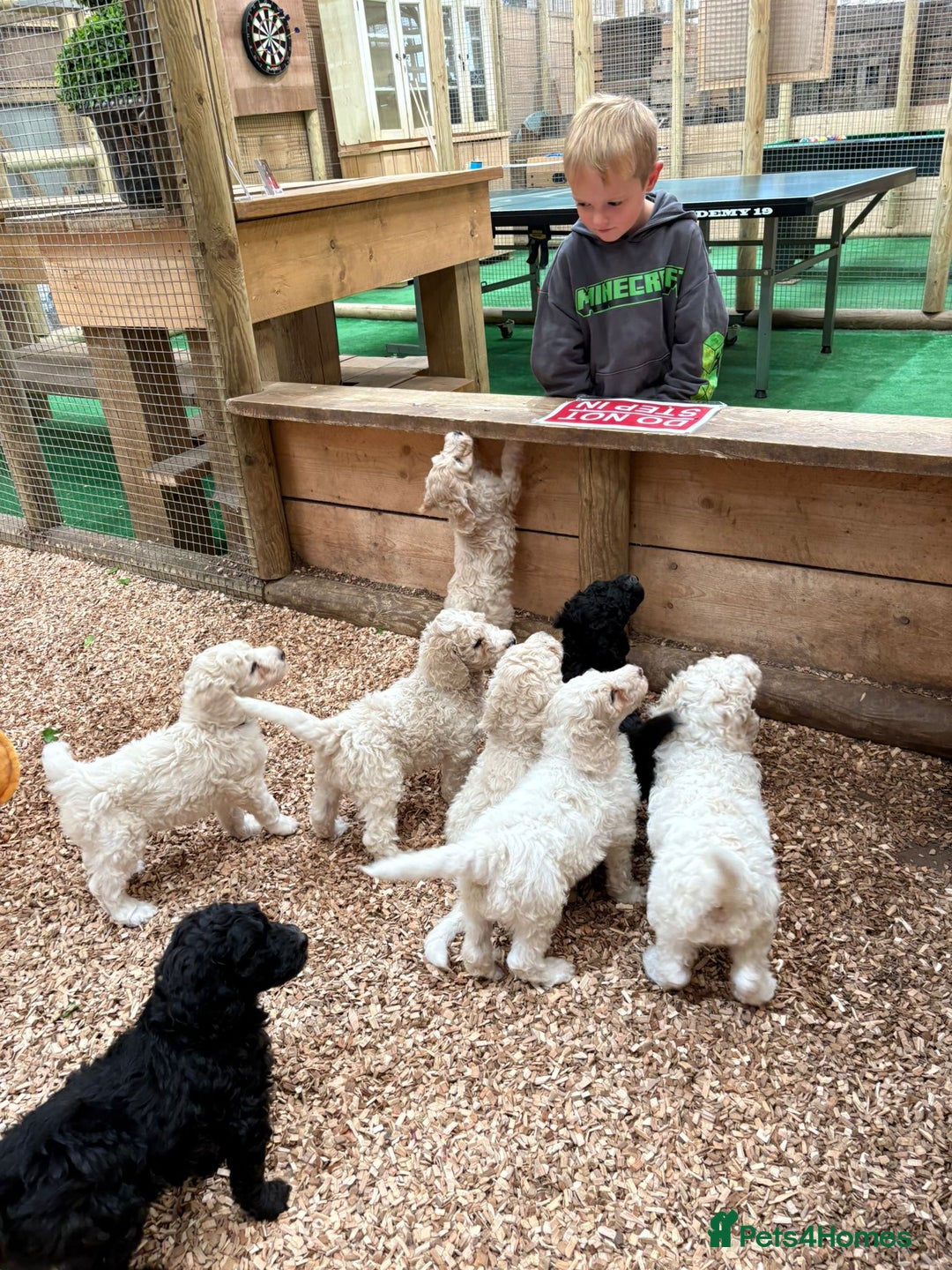 Sheepadoodle dogs for sale: Sheepadoodle Standard Size F1b READY NOW - Image 25