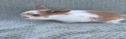 Mini Lop rabbits for sale: Wonderful mini lop kits  - Advert 2