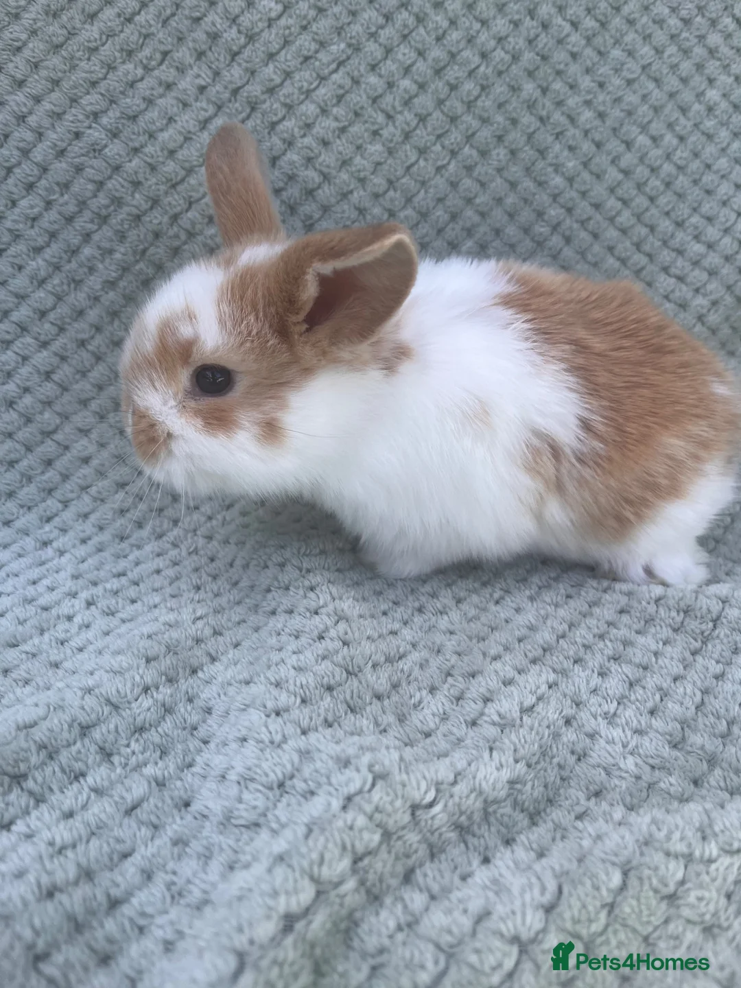 Mini Lop rabbits for sale: Wonderful mini lop kits  - Advert 2