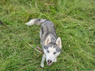 Siberian Husky dogs - Advert 29