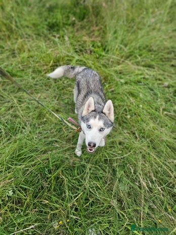 Siberian Husky dogs - Advert 18