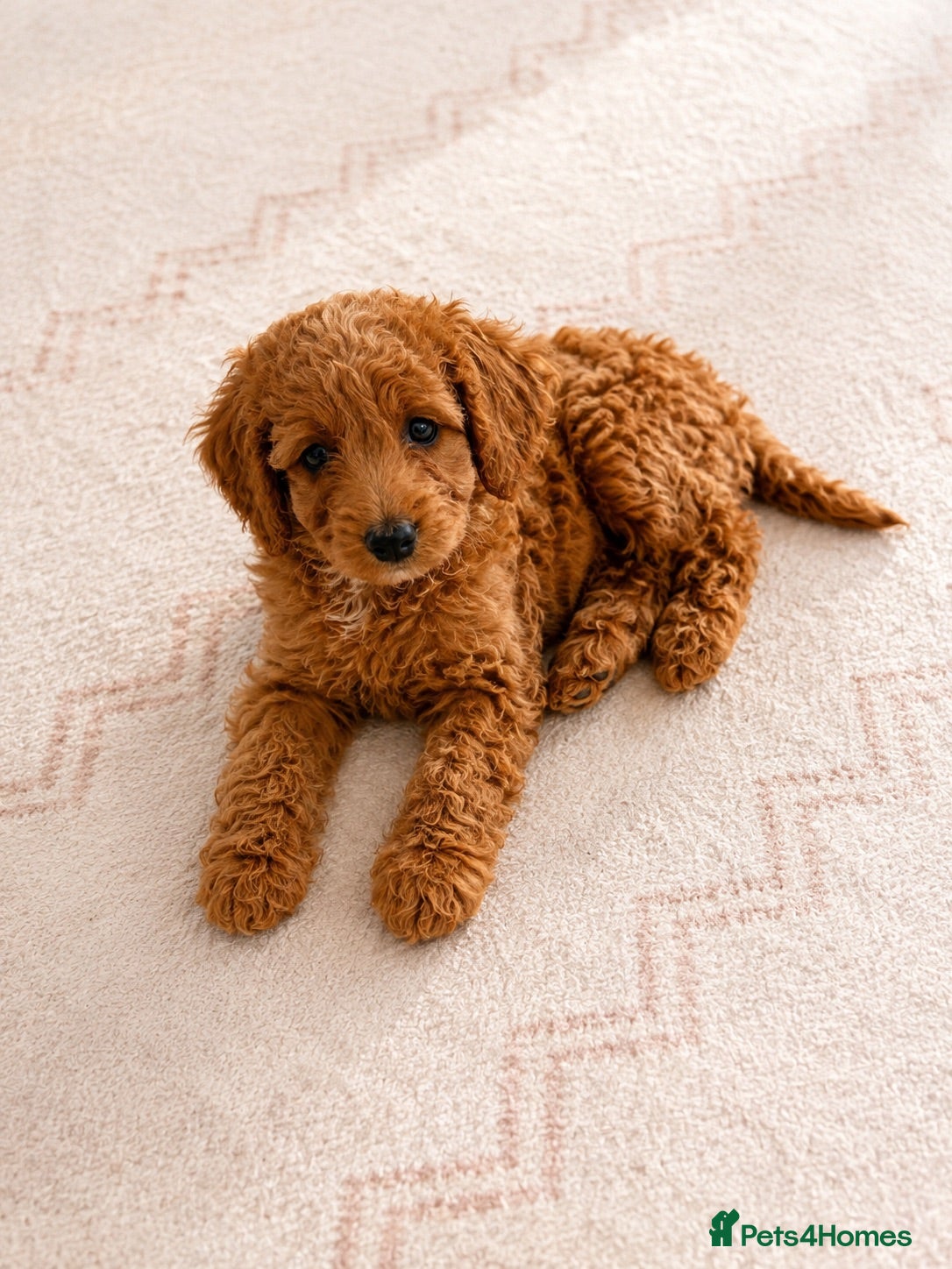 Cockapoo dogs F1B Cockapoo Puppies , - Advert 1