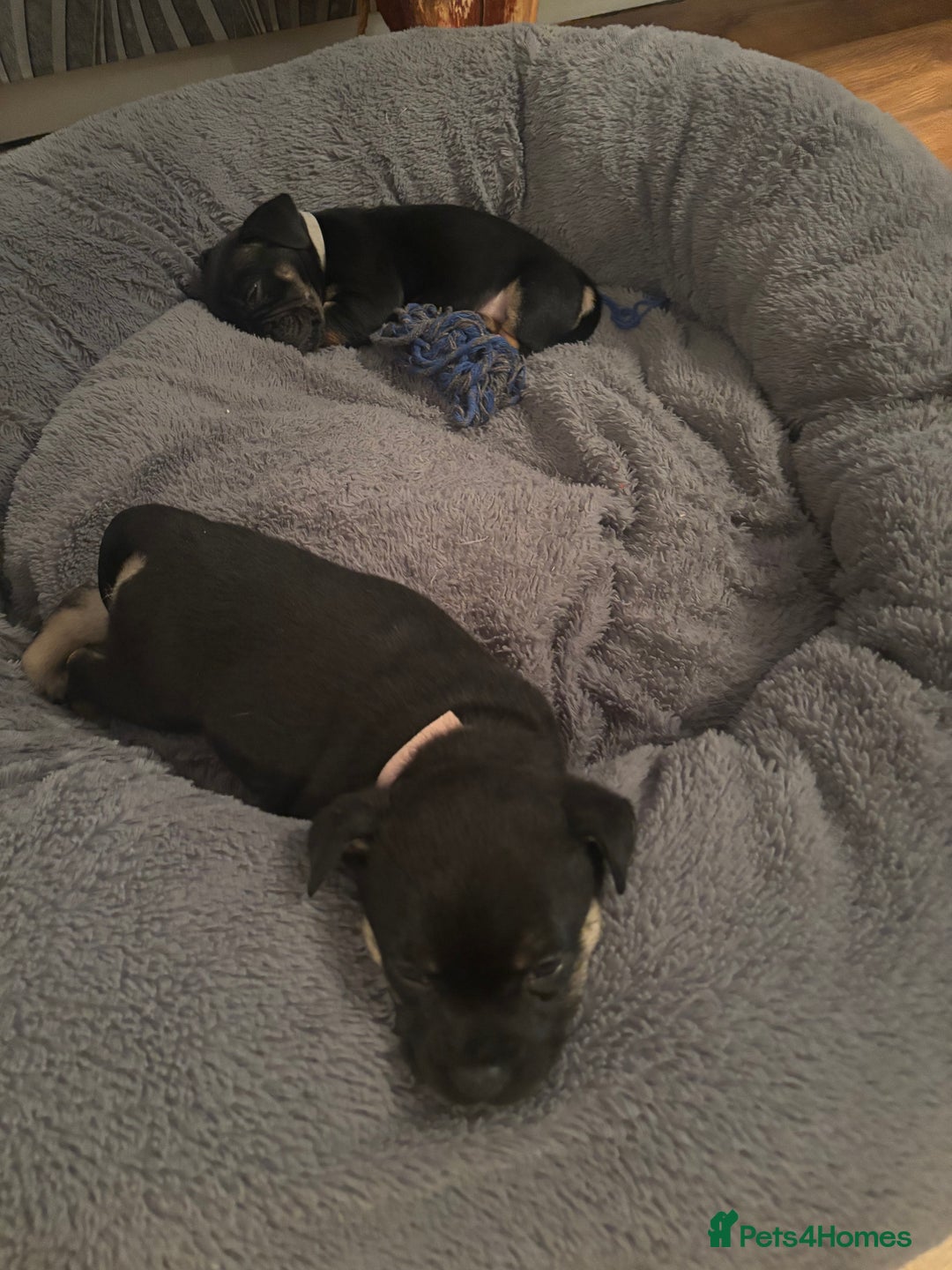 Mixed Breed dogs for sale: Beautiful puppies - Image 3