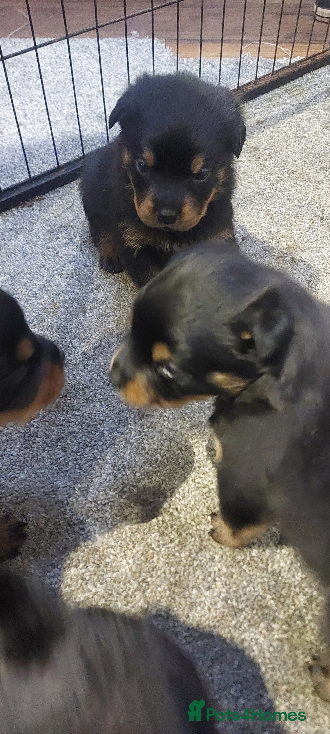Rottweiler dogs for sale: KC Rottweiler pups (health tested parents) - Advert 13