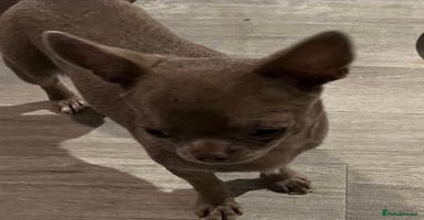 Chihuahua dogs STUNNING KC LILAC BOY FOR STUD DUTIES  in Birmingham - Advert 4