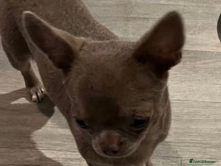 Chihuahua dogs in Birmingham - Advert 9