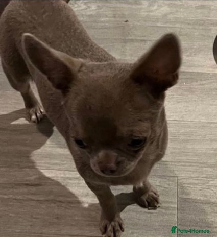 Chihuahua dogs in Birmingham - Advert 1