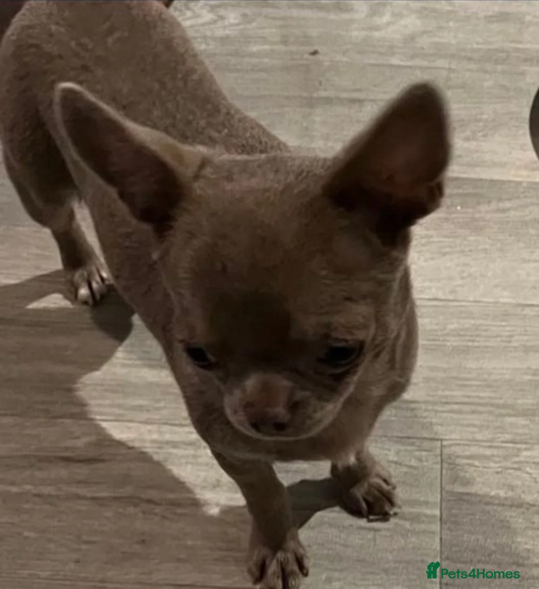 Chihuahua dogs for stud: STUNNING KC LILAC BOY FOR STUD DUTIES  in Birmingham - Advert 2