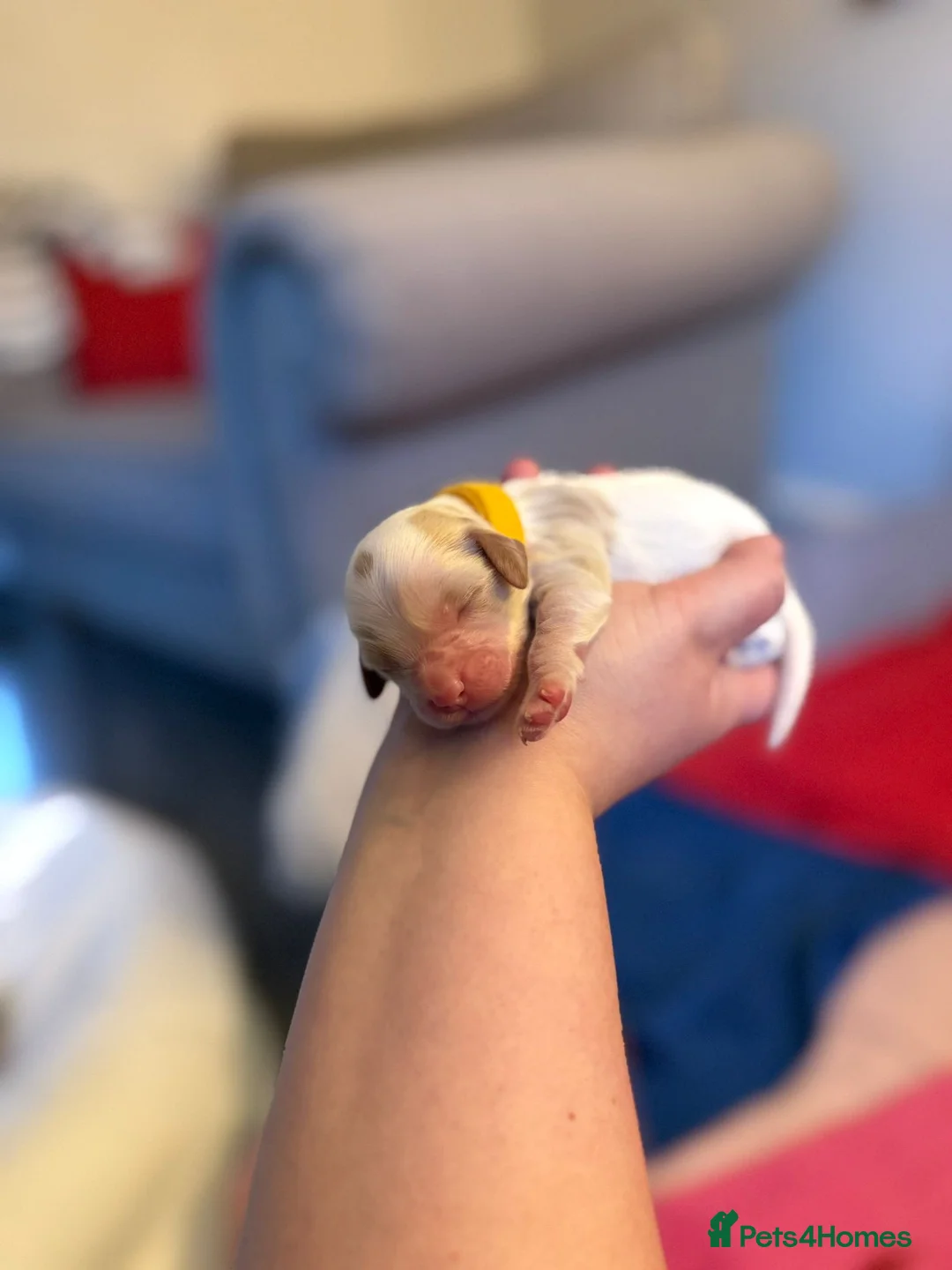 Mixed Breed dogs for sale: Beautiful cocker spaniel & Cavapoo puppies  in Bingley - Advert 23