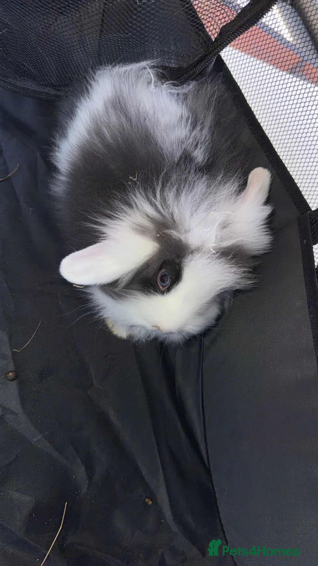 Mini Lion Lop rabbits for sale: 2 mini lion lops  - Advert 2