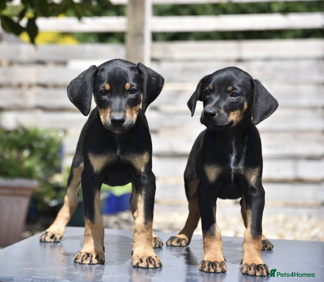 Mixed Breed dogs for sale: Unique hybrid dobermann puppies  - Image 5