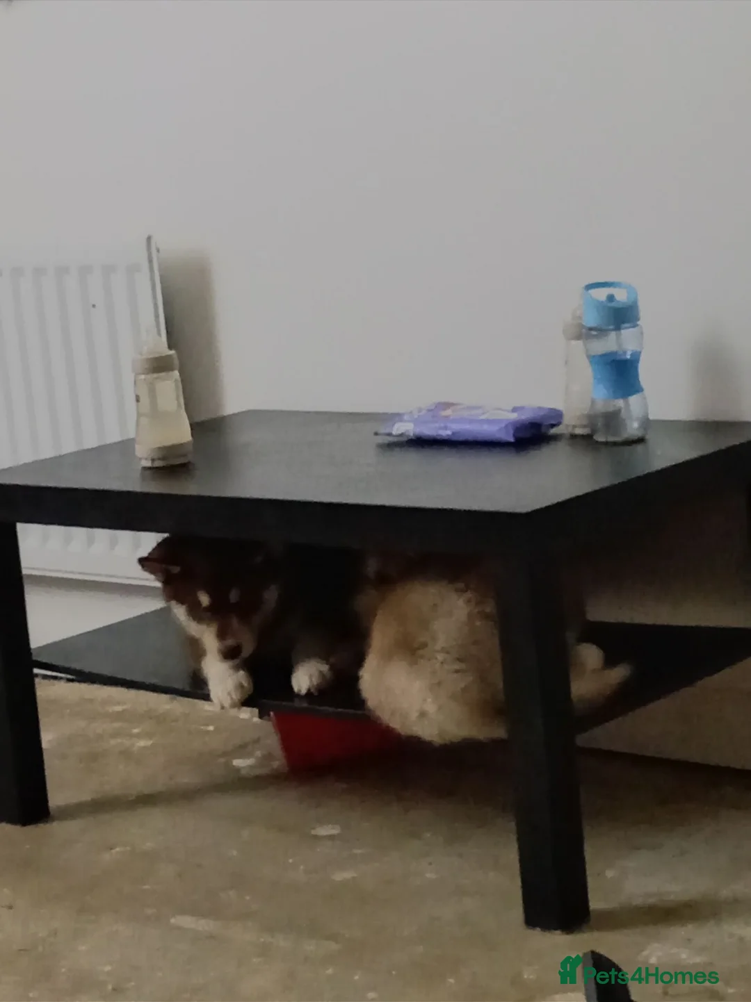 Siberian Husky dogs for sale: Dark brown husky female for sale  - Advert 2