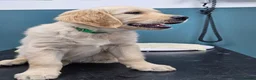 Golden Retriever dogs for sale: READY TO LEAVE Litter of Golden Retriever puppies - Advert 17